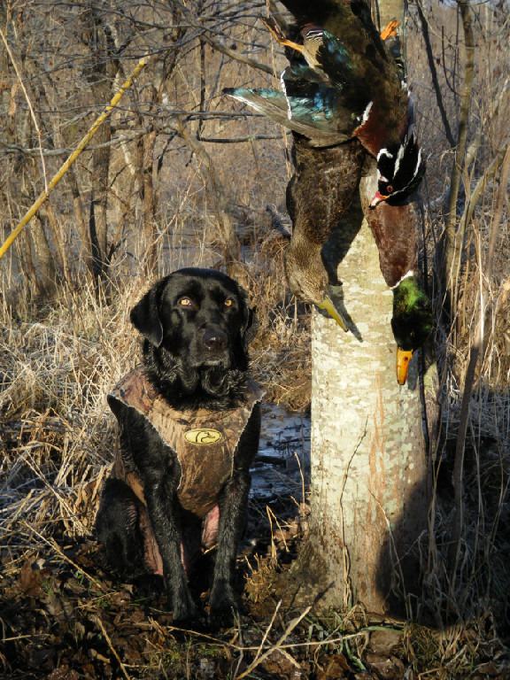 Gun Dog Training Lowe Country Retrievers